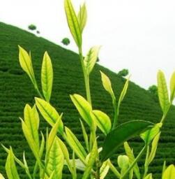 白茶树和绿茶树的区别？