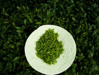  西湖龙井属于什么茶：属于绿茶